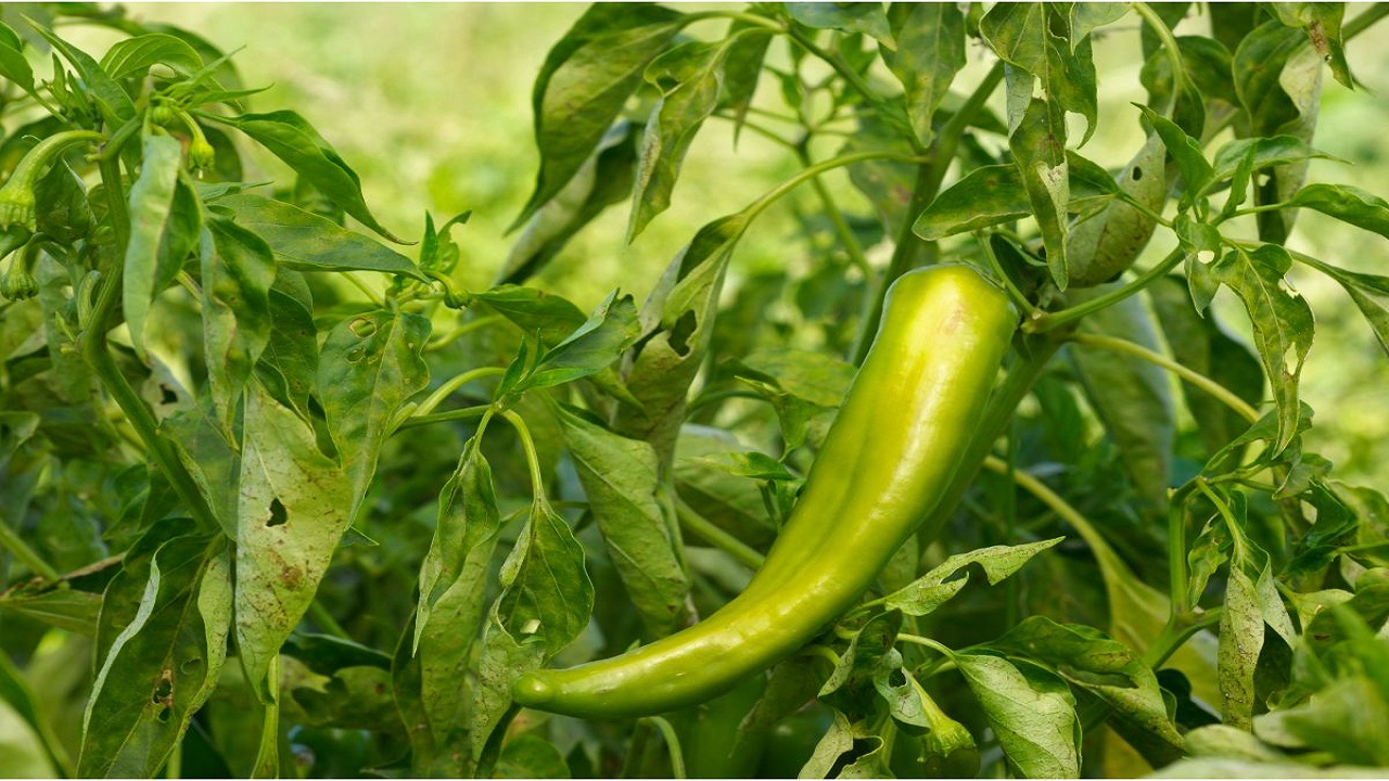 18 Recipes That Make Anaheim Peppers The Star Of The Show