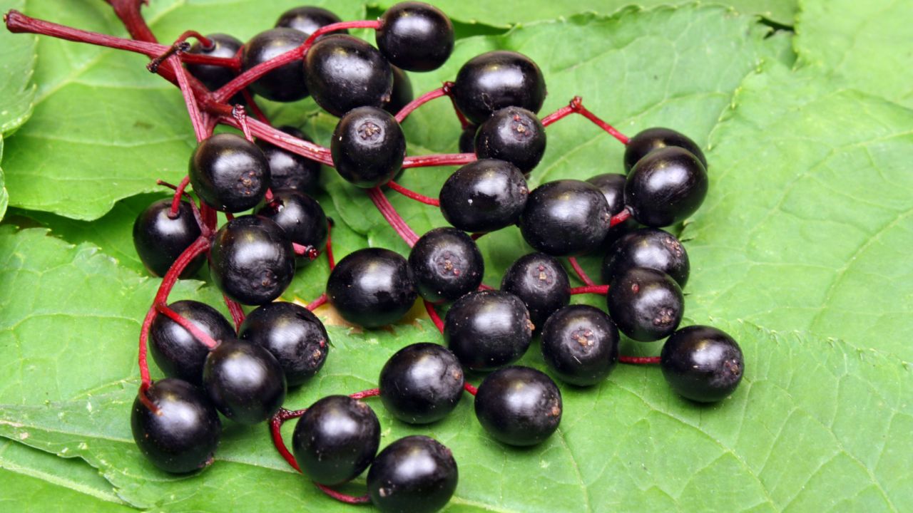 Elderberries