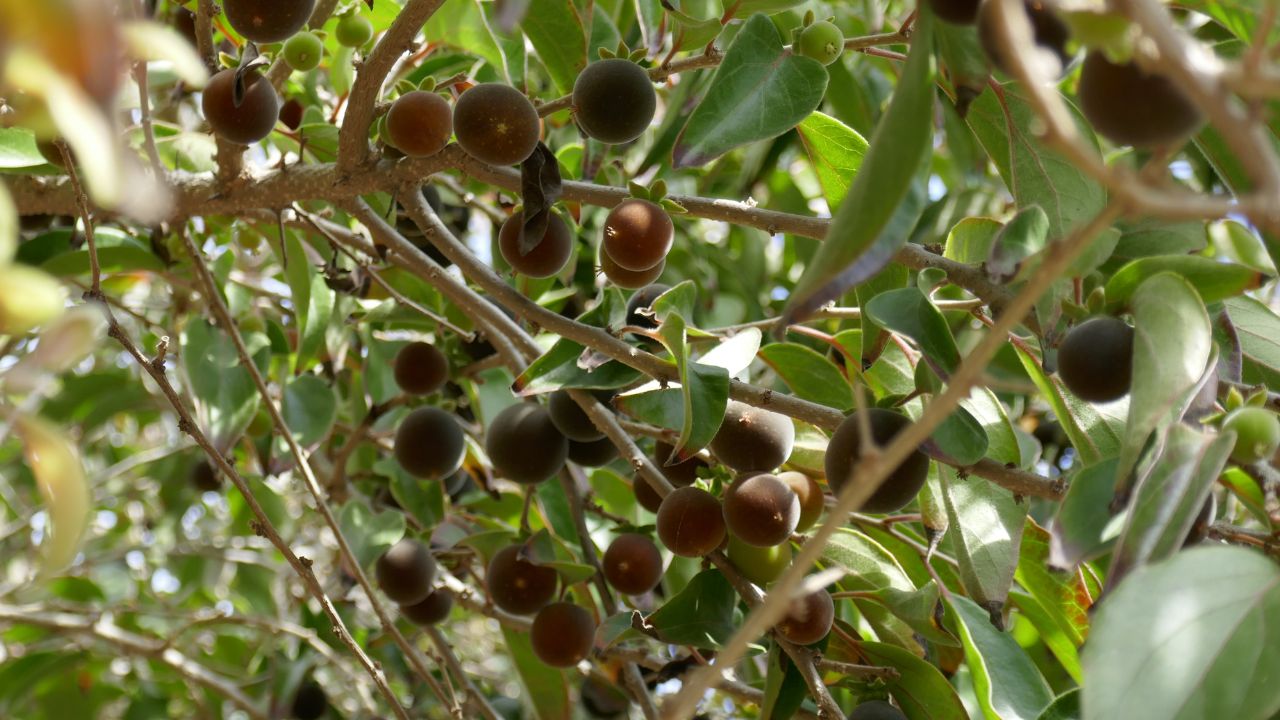 Ketembilla