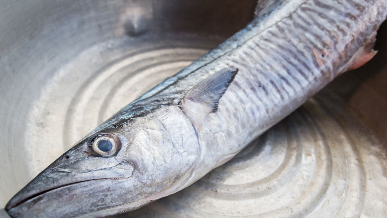 Kingfish