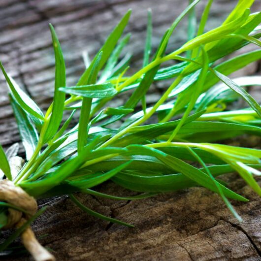 5 Tarragon Substitutes