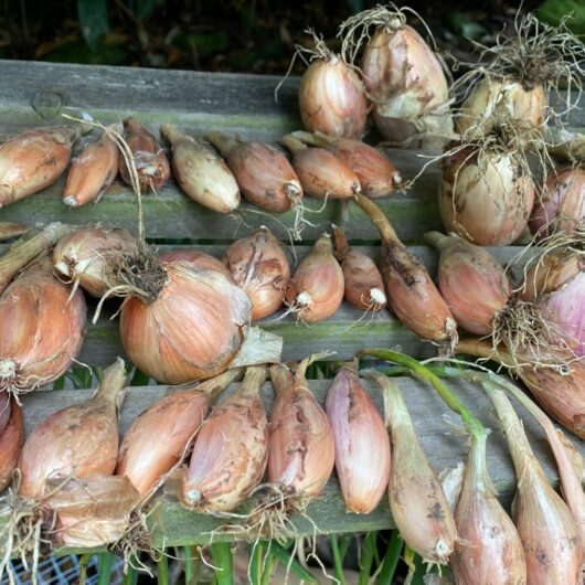 6 Shallot Substitutes