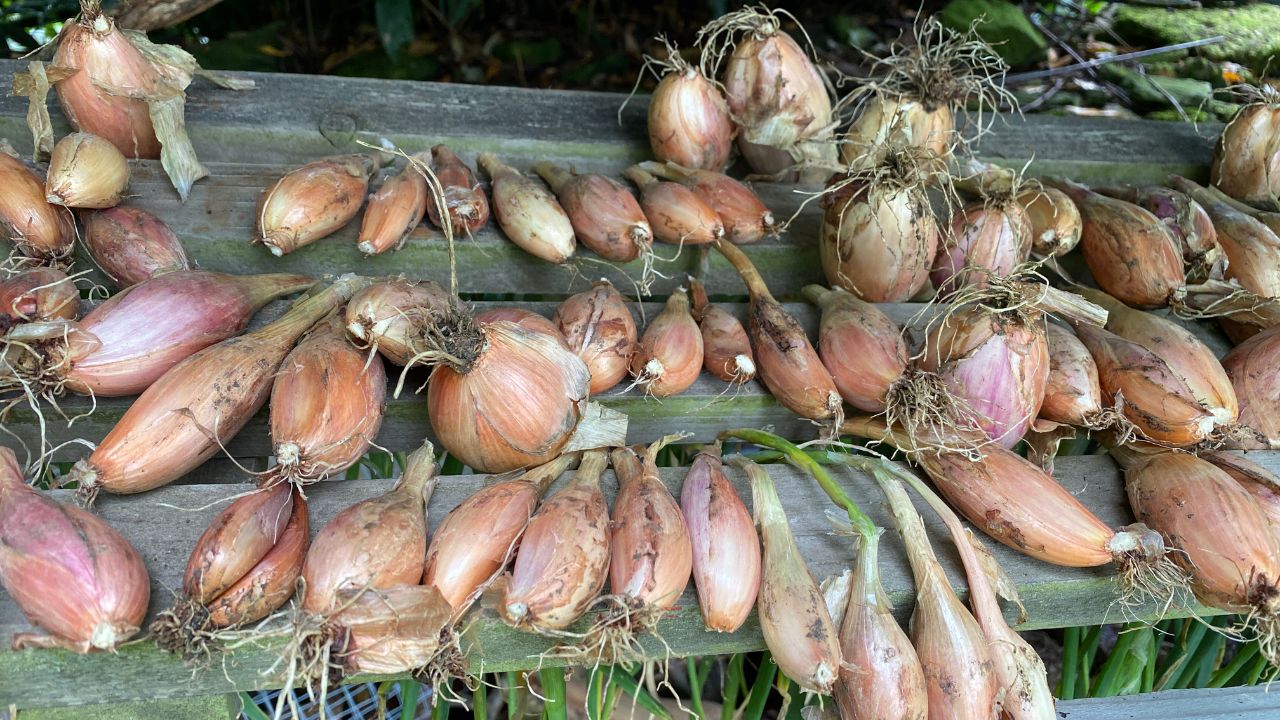 6 Shallot Substitutes