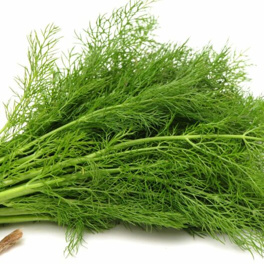 6 Substitutes For Dill