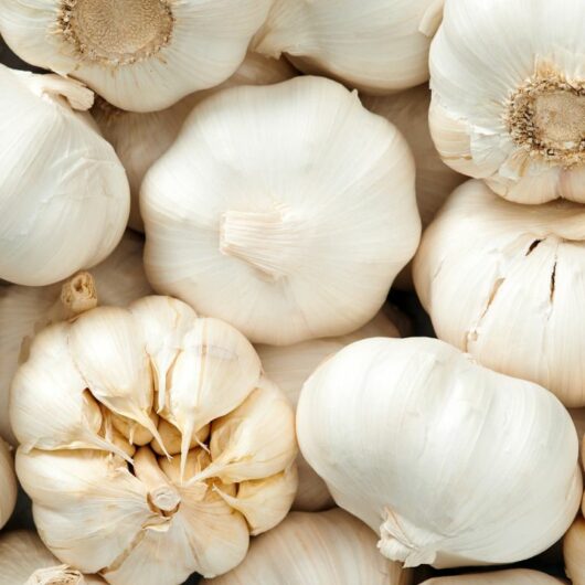 7 Garlic Substitutes