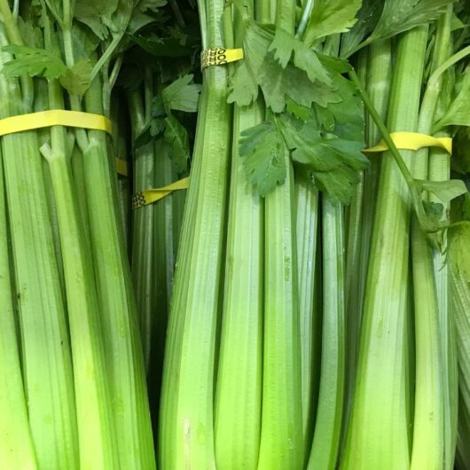 9 Celery Substitutes  