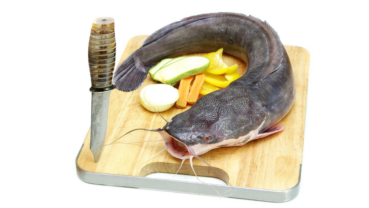 Are There Different Types Of Catfish?