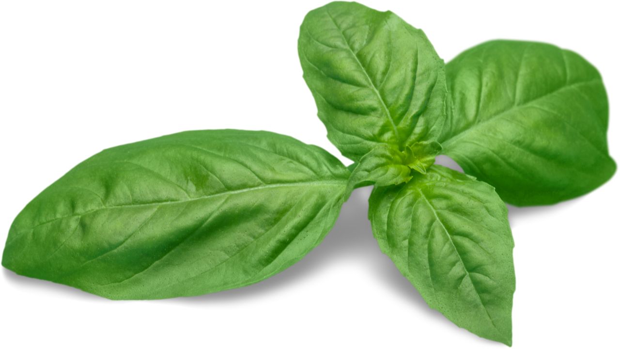 Basil (2)