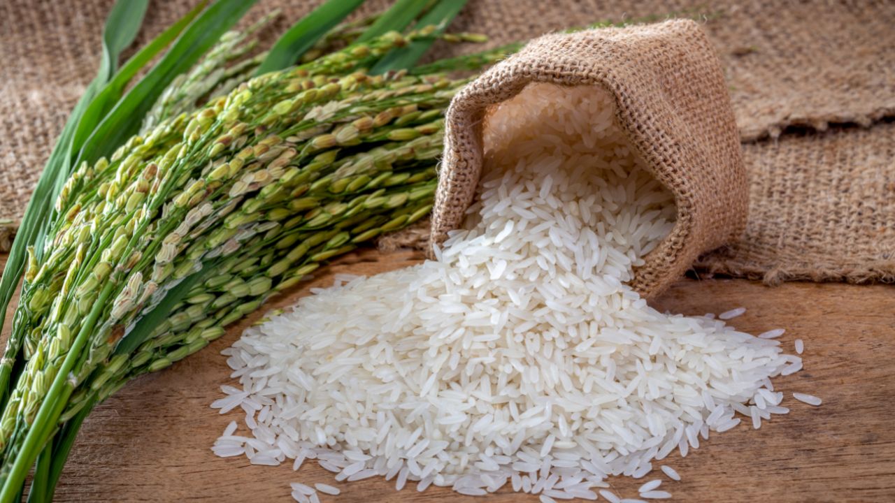 Basmati Vs Jasmine Rice