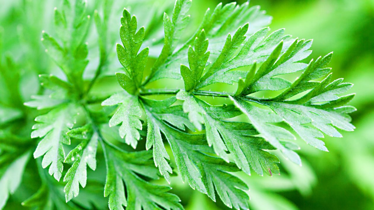 Carrot Greens