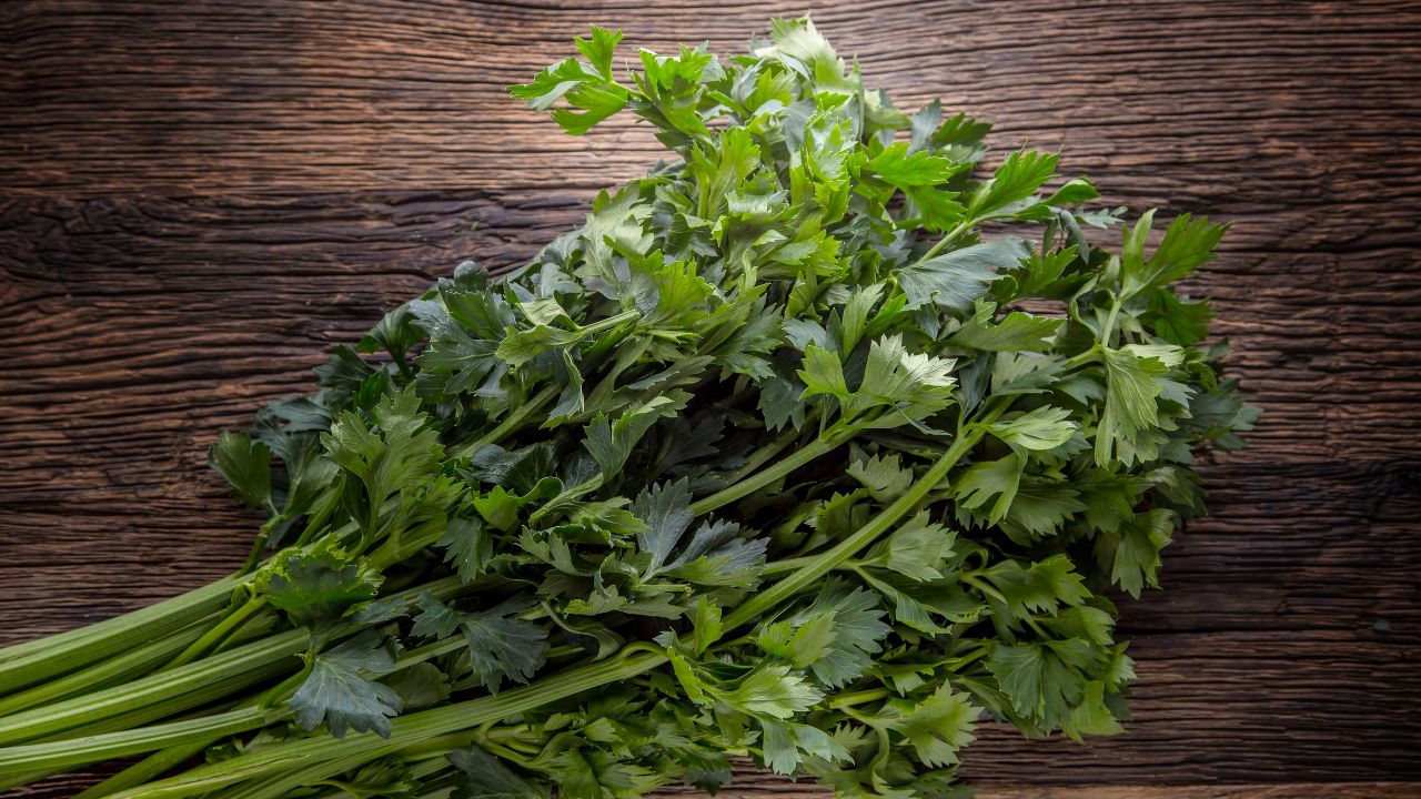 Celery Leaves