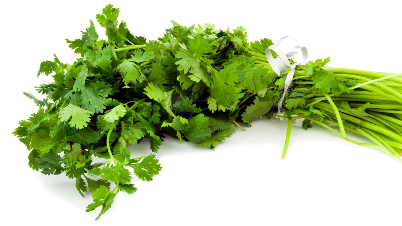 Cilantro