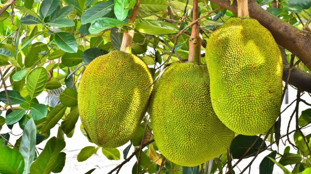 Jackfruit