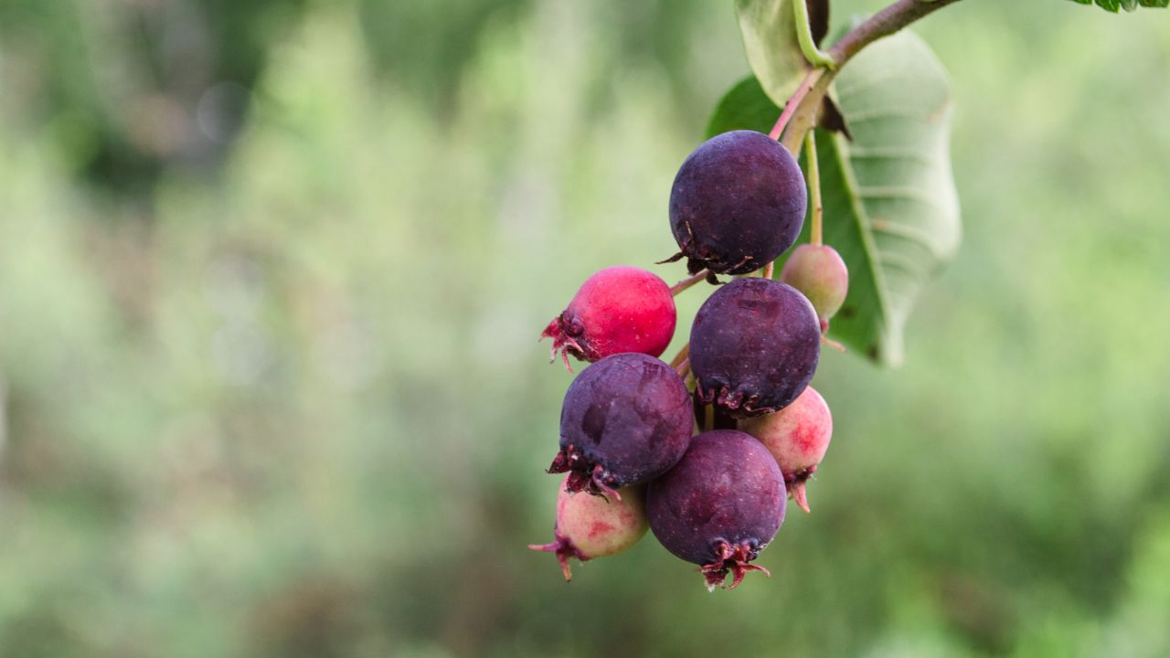 Juneberries