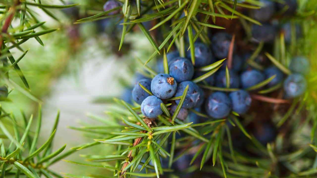 Juniper Berry