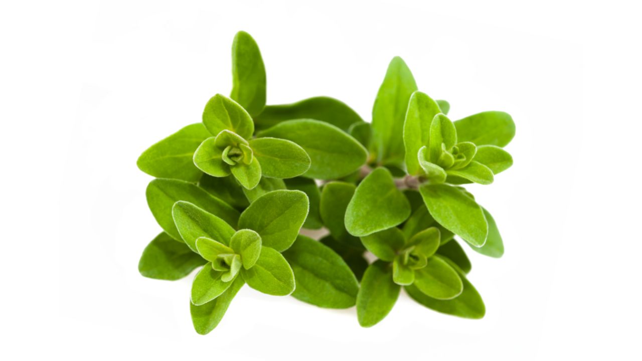 Marjoram