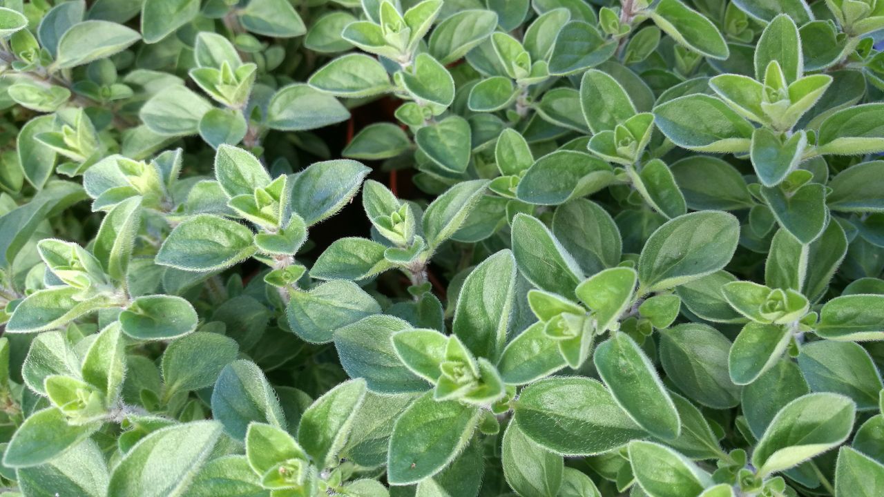 Marjoram