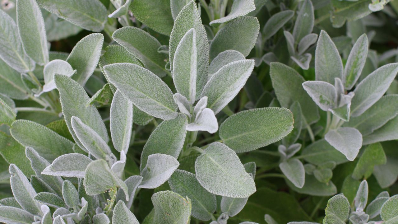 Sage