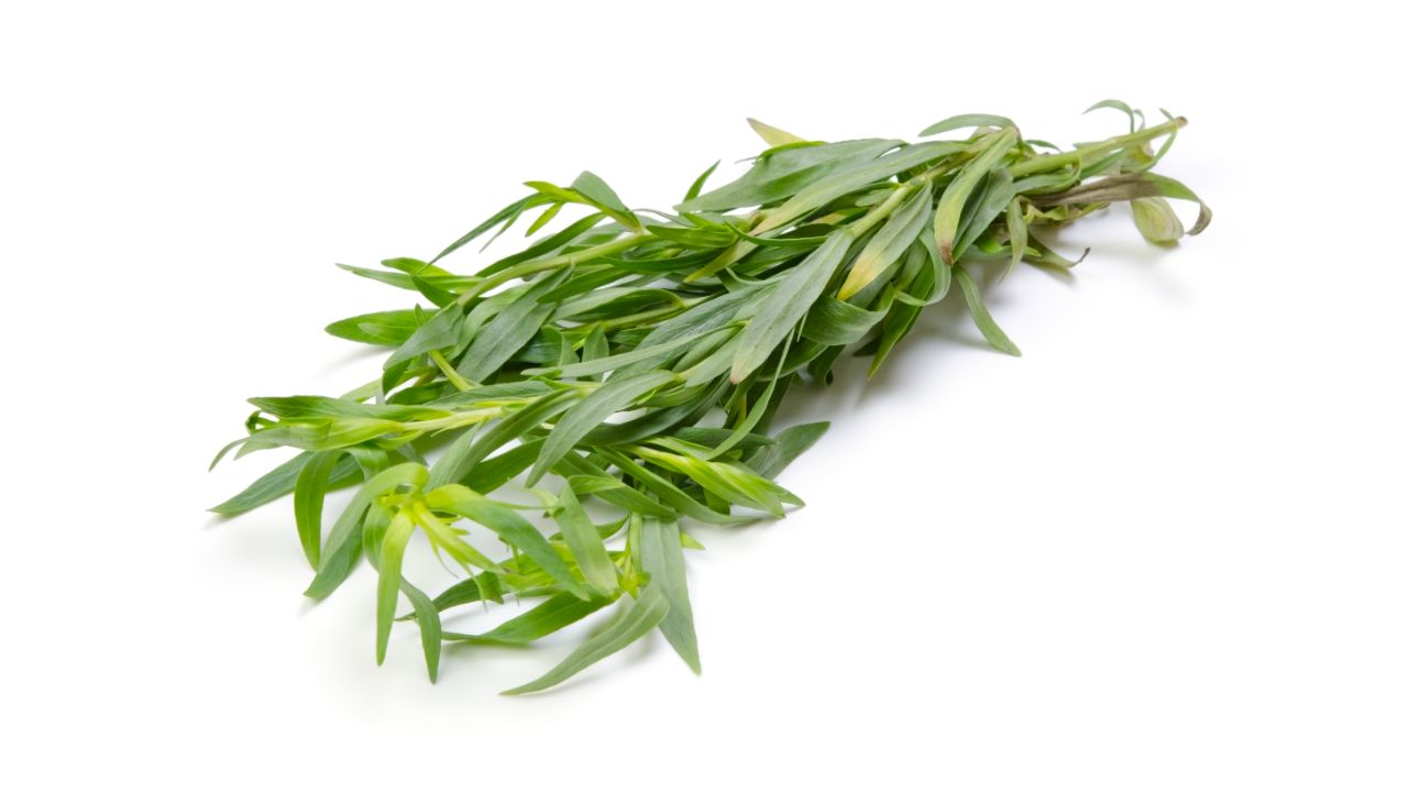 Tarragon