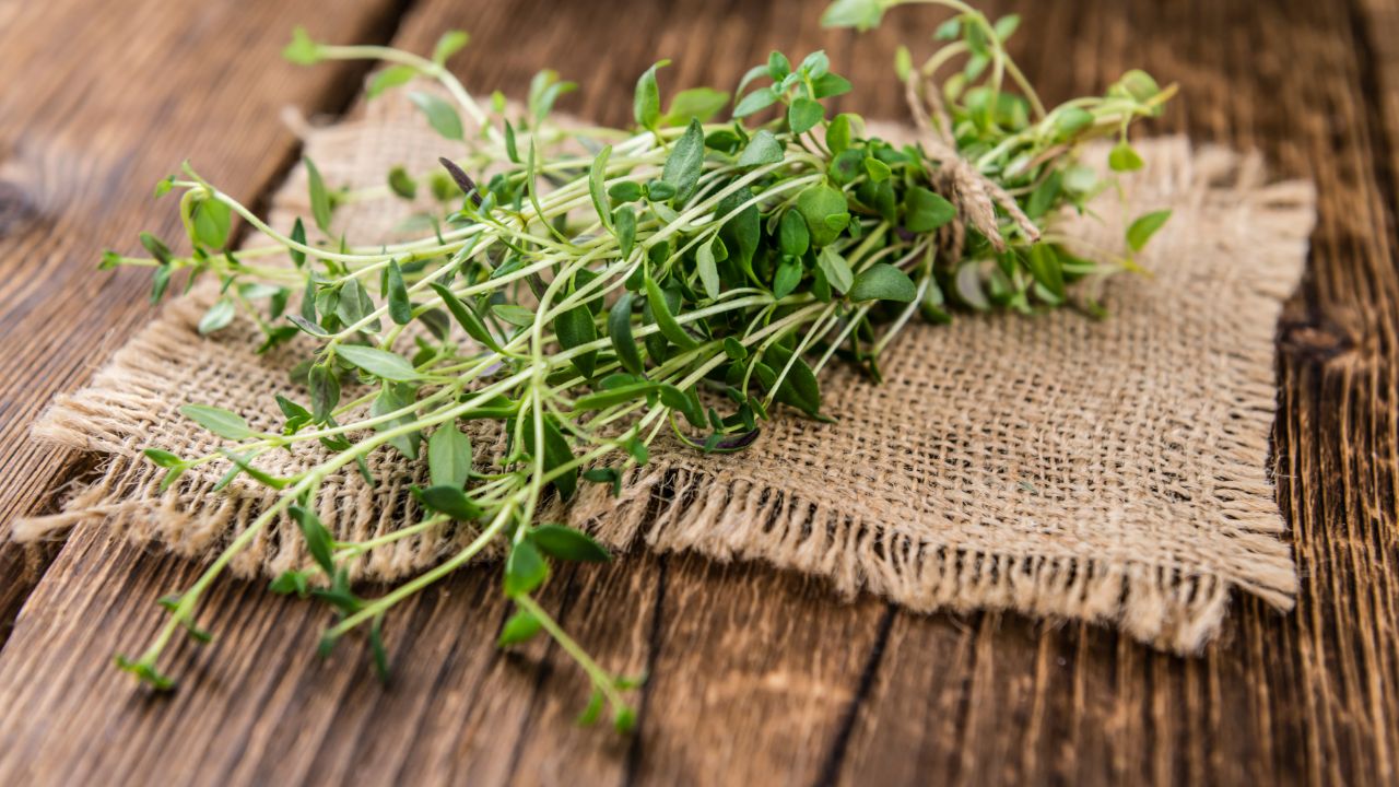 Thyme
