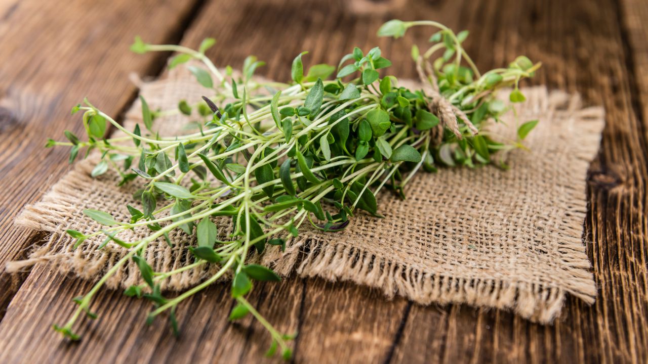 Thyme