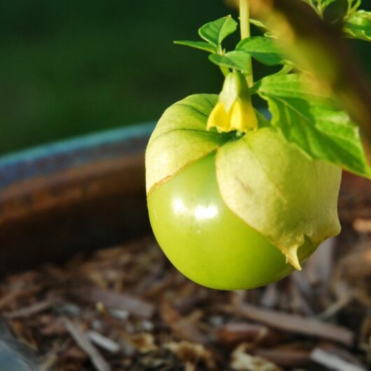 Tomatillo - 24 Top Recipes For This Tomato Dish