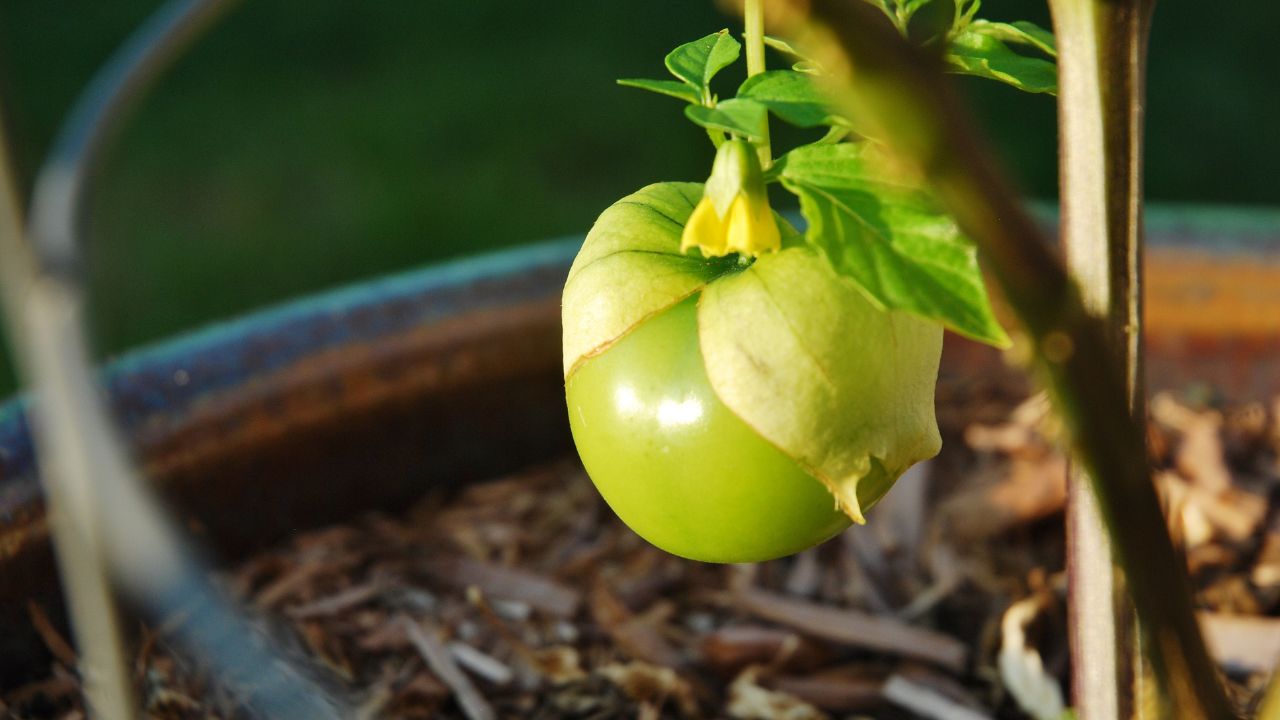 Tomatillo - 24 Top Recipes For This Tomato Dish