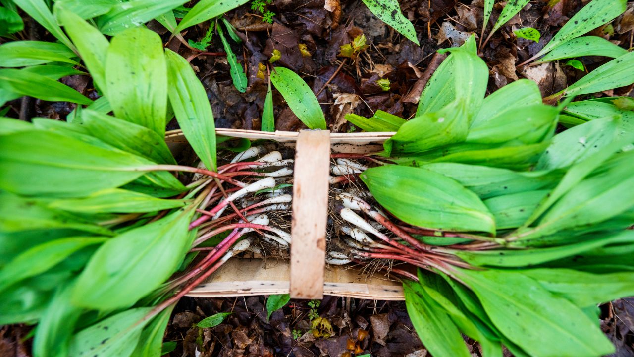 Wild Ramps