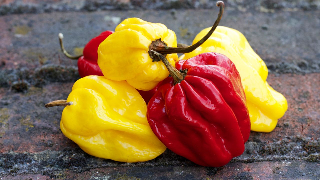 5 Substitutes To Use Instead Of Scotch Bonnet Pepper