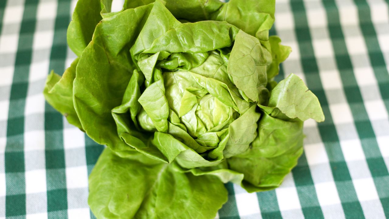 Boston Lettuce