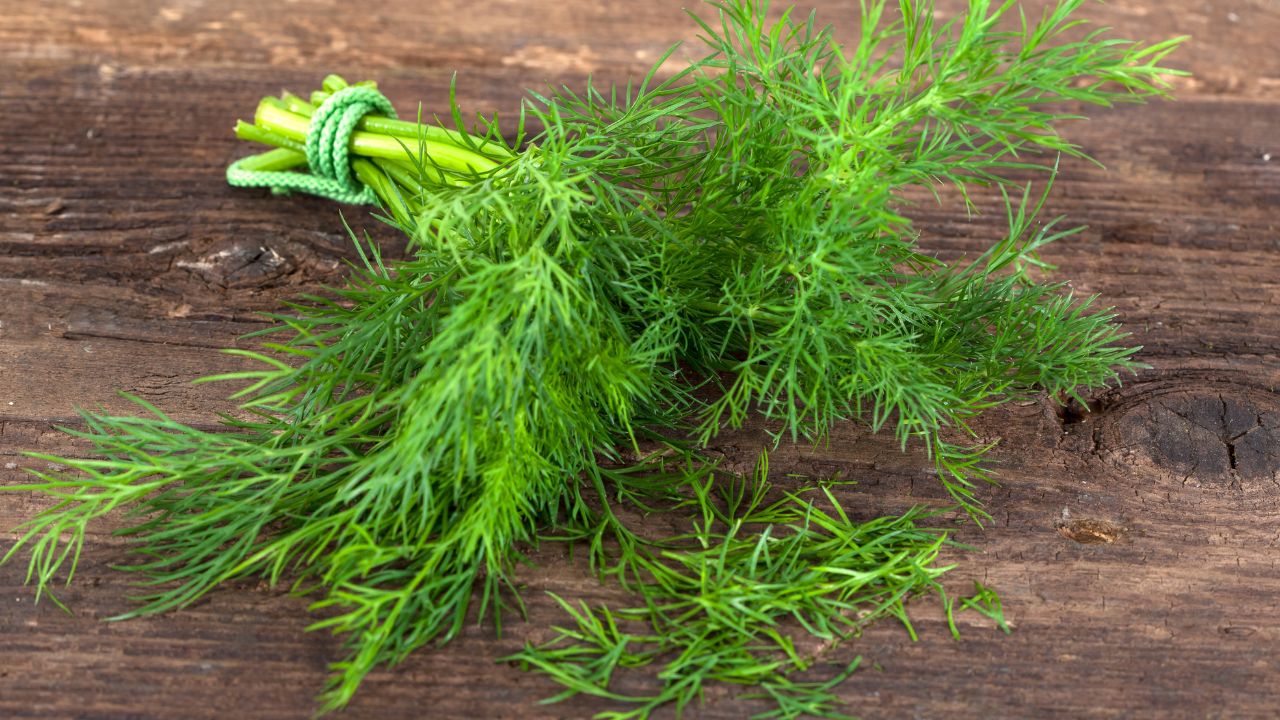 Dill