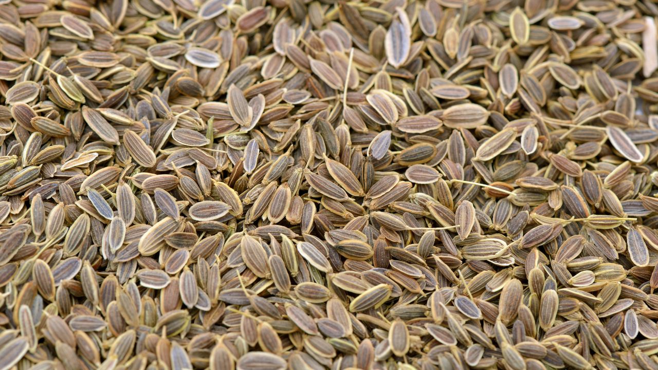 Dill Seeds