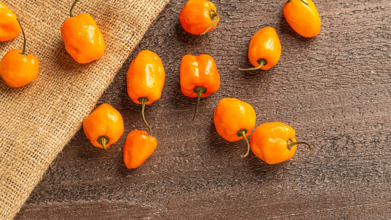 Habanero Peppers