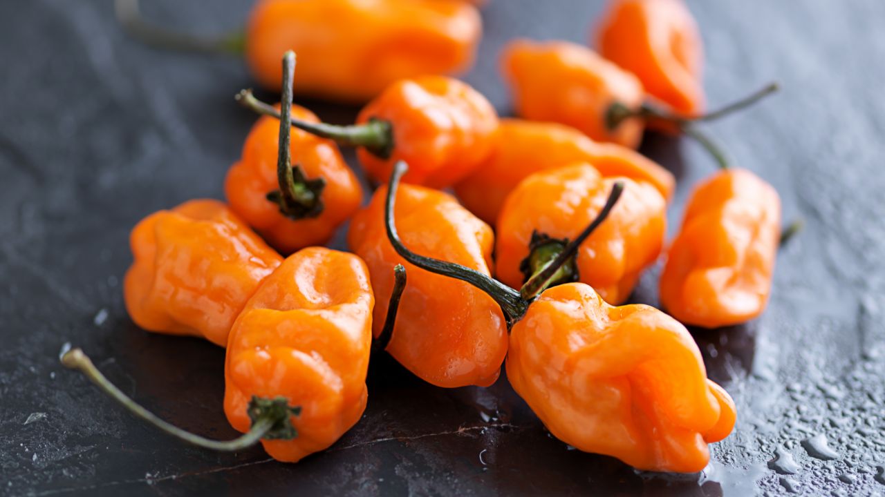 Habanero Peppers