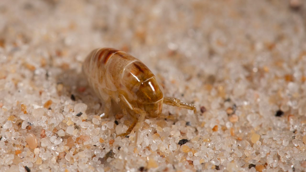How Do Sand Fleas Taste And How Do You Serve Them