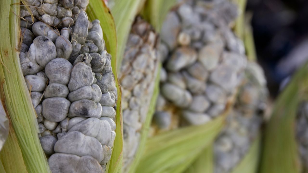 Is Huitlacoche Edible And How Does It Taste?