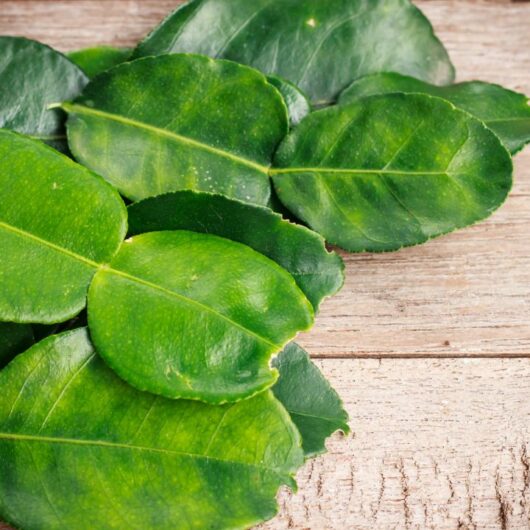 6 Substitutes For When You Run Out Of Kaffir Lime Leaves