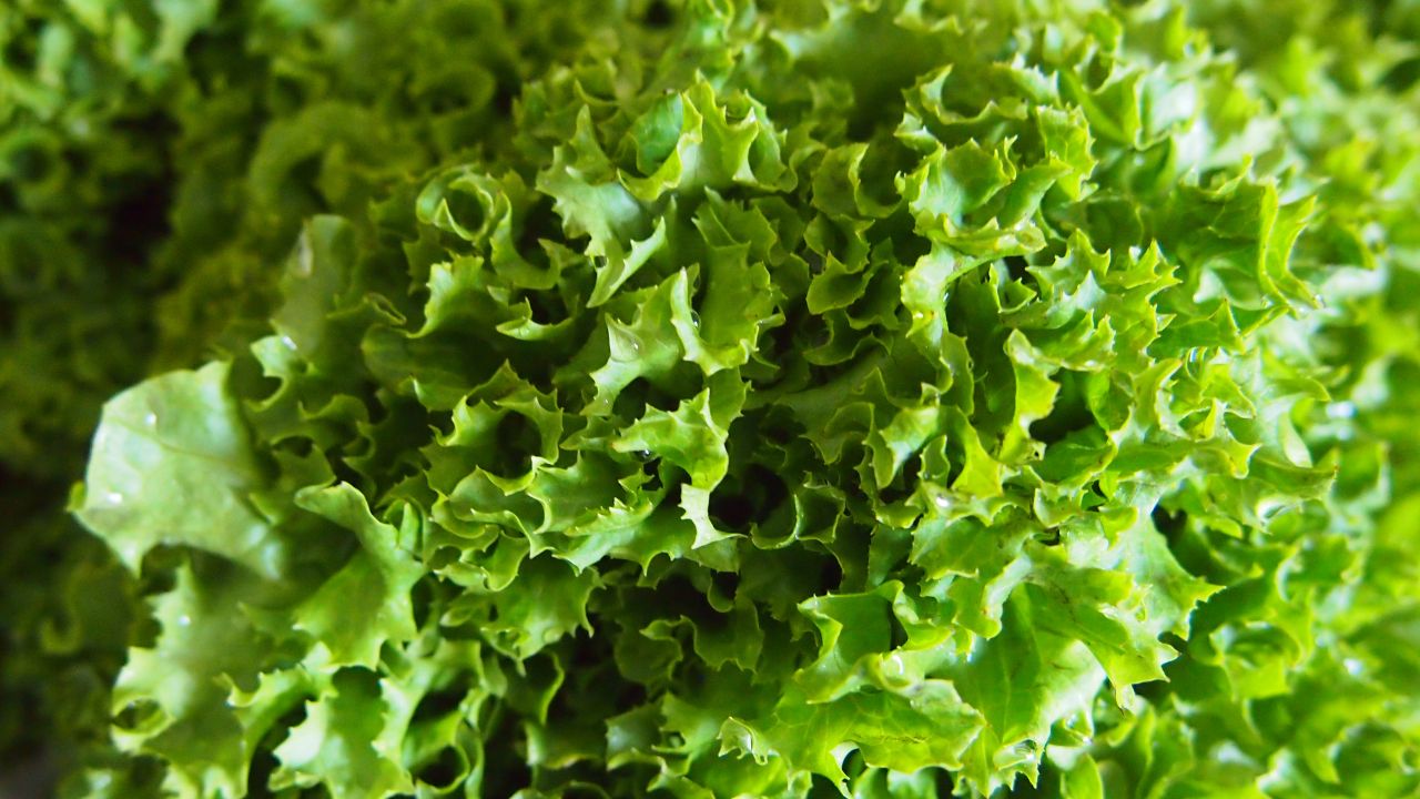 Loose-Leaf Lettuce