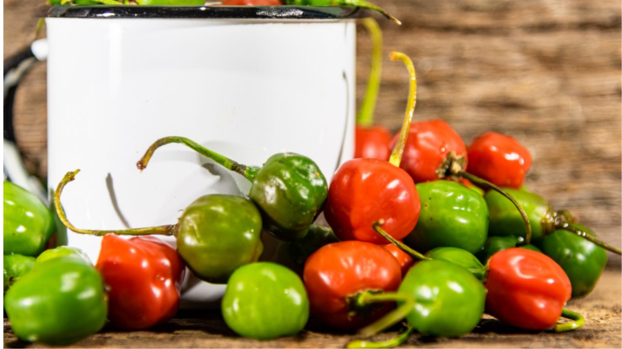 Rocotillo Pepper
