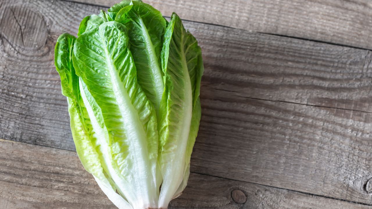 Romaine Lettuce