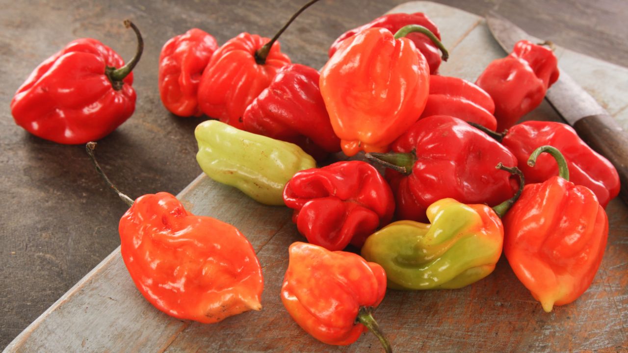 Scotch Bonnet