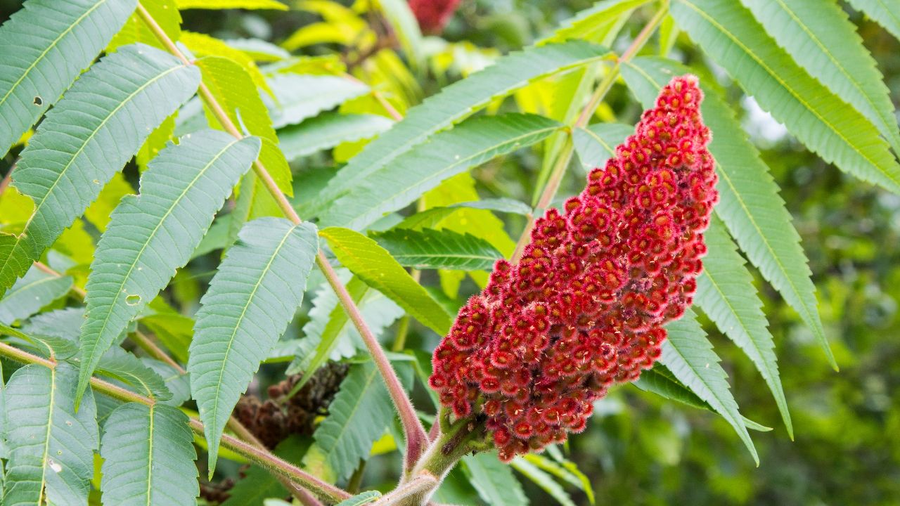 Sumac