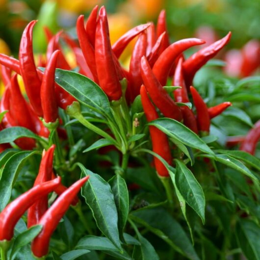 The 5 Most Ideal Substitutes For Bird's Eye Chili