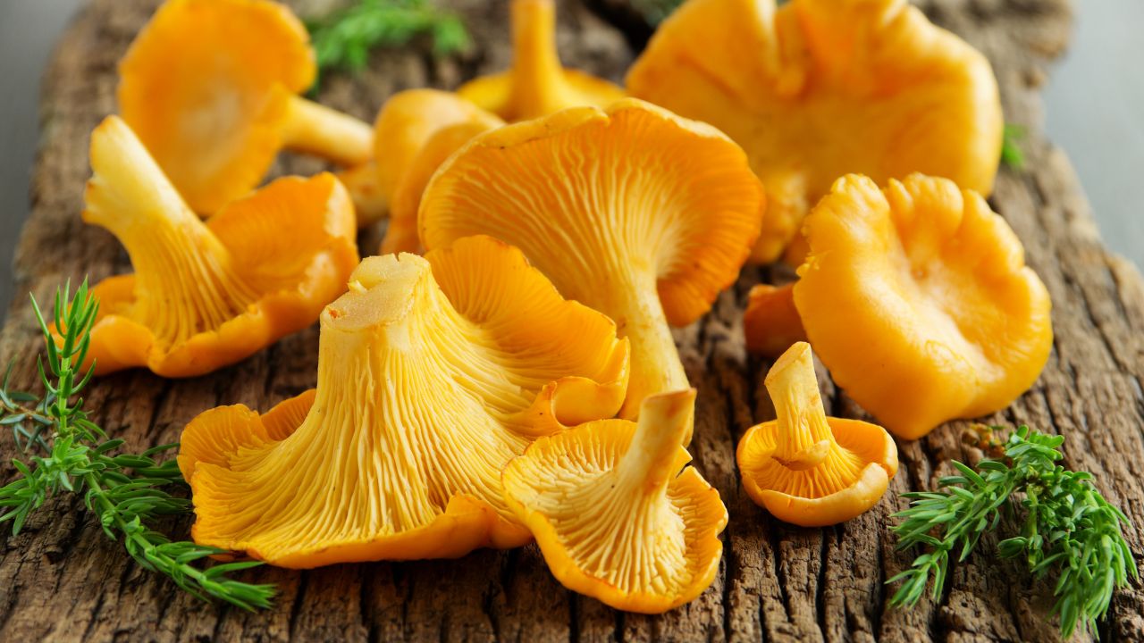 The Best Chanterelle Recipes - 13 Recipes Your Need To Try