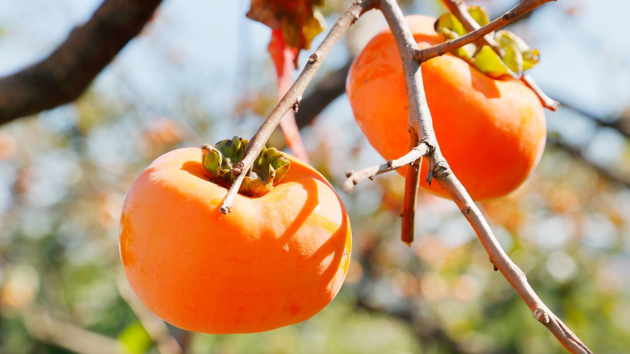 What Does A Persimmon Actually Taste Like Does Persimmon Even Taste Good (1)