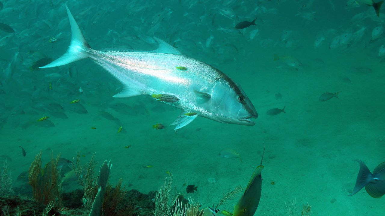 What Does Amberjack Taste Like What It Is, What It Tastes Like And More (1)