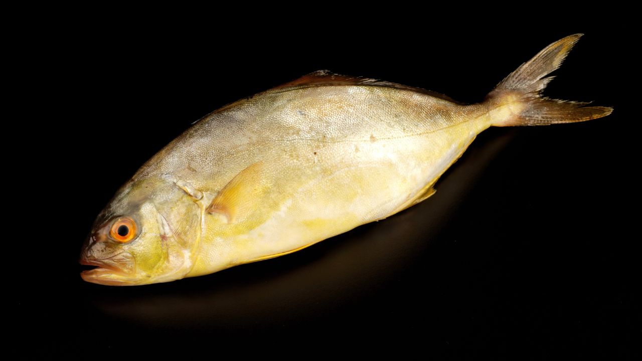 What Does Amberjack Taste Like What It Is, What It Tastes Like And More