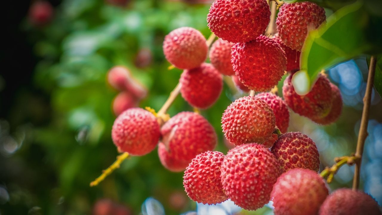 What Does Lychee Fruit Actually Taste Like Does It Even Taste Good (1)