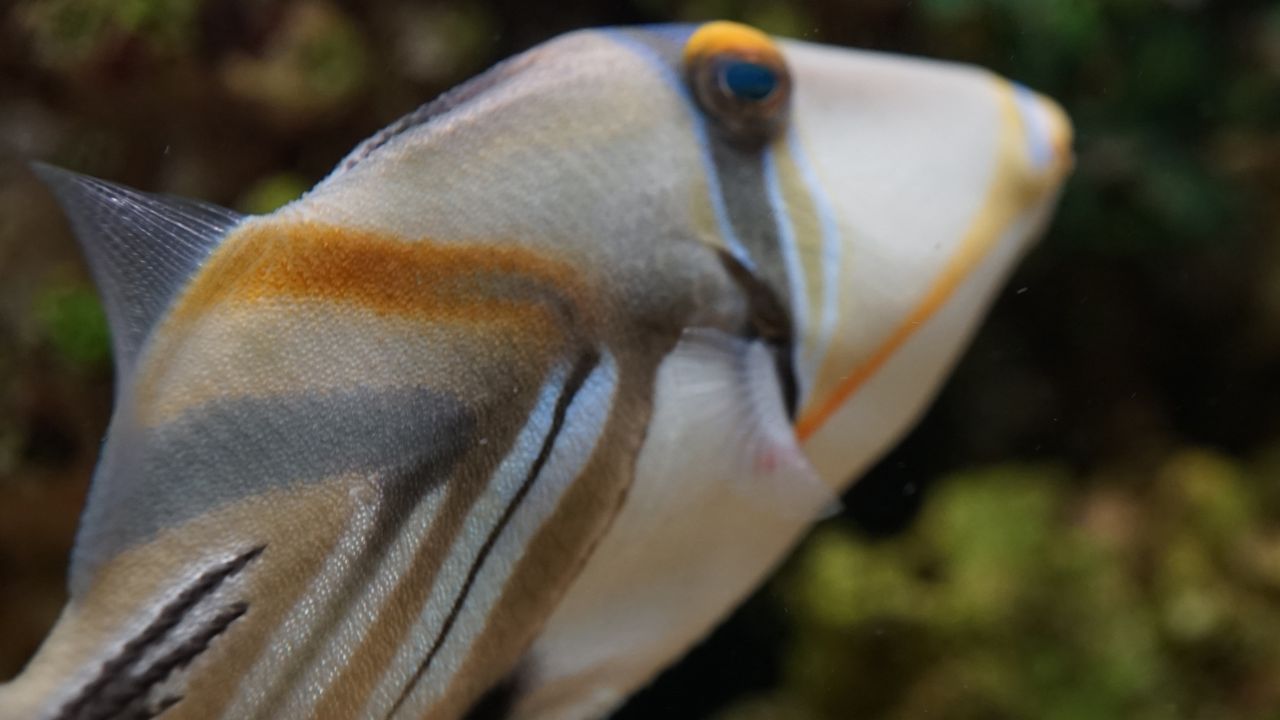 What Does Triggerfish Taste Like? Everything You Need to Know!