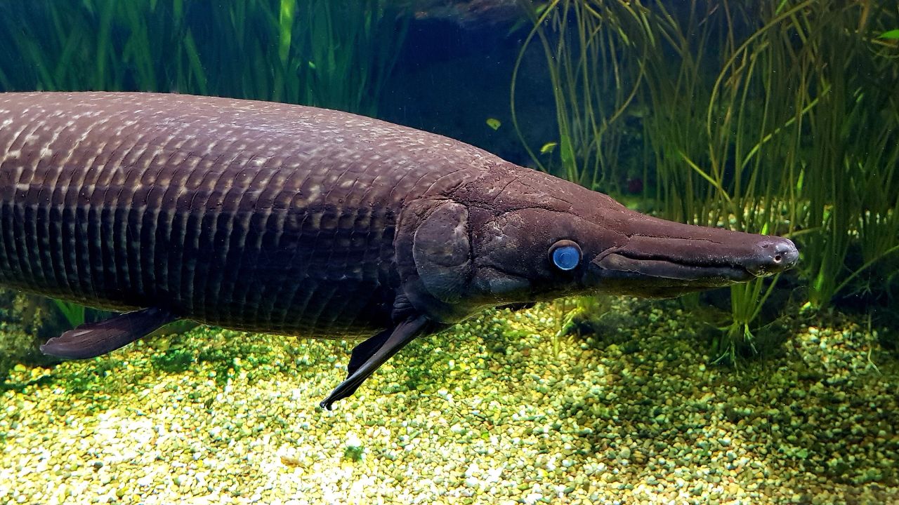 What Flavor Does Alligator Gar Produce Is It Delicious